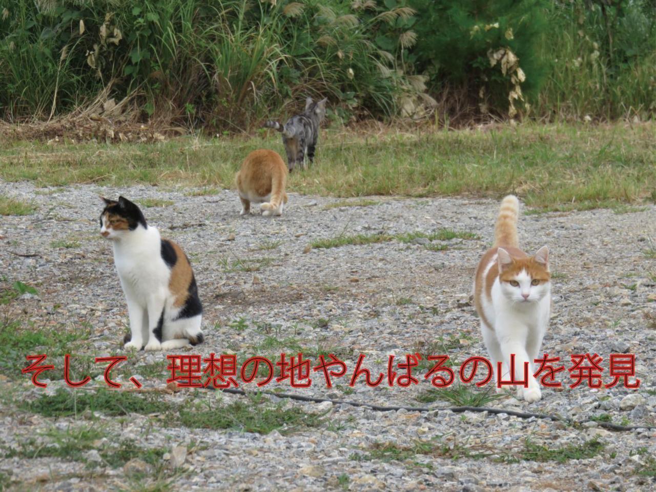 Villa Okinawa Freedom à Nakijin Extérieur photo